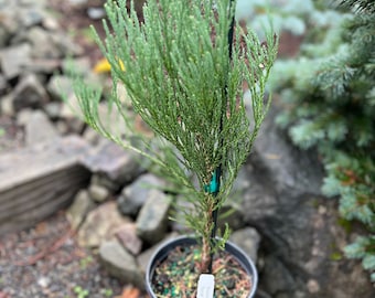 Sequoiadendron giganteum ‘Nanum’