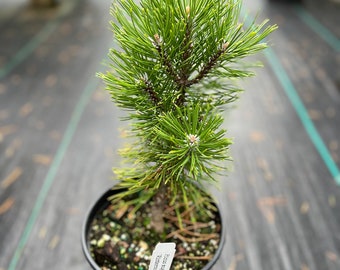 Pinus mugo ‘Wintersonne’