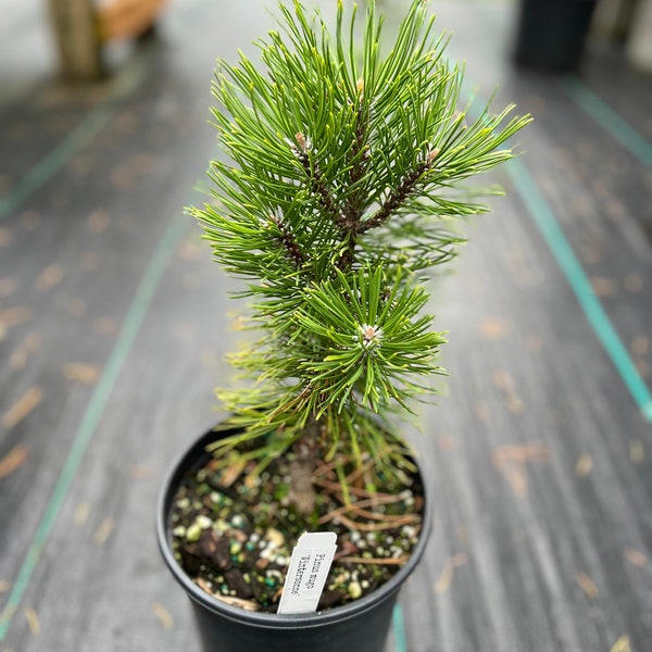 Pinus mugo ‘Wintersonne’