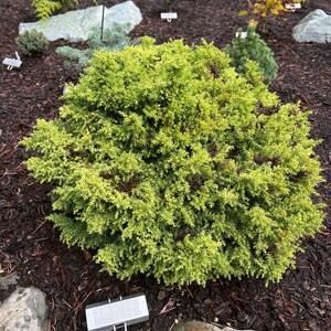 Cryptomeria japonica Twinkle Toes image 2