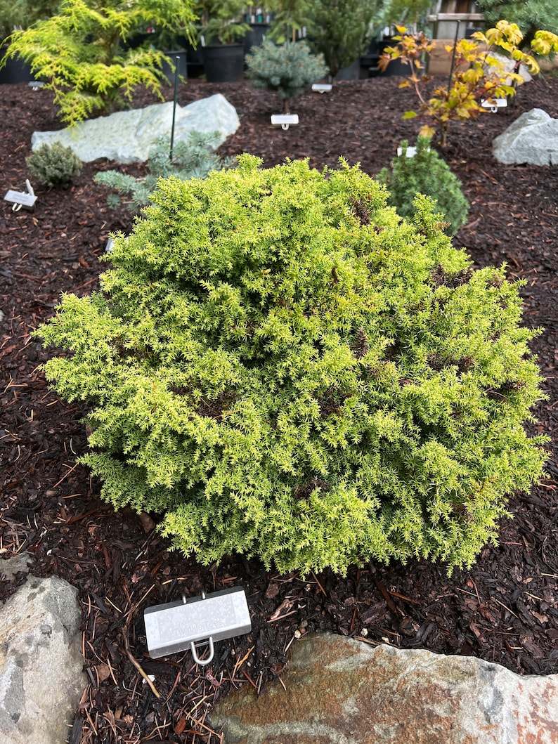 Cryptomeria japonica Twinkle Toes image 2