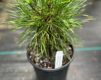Pinus sylvestris ‘Green Penguin’