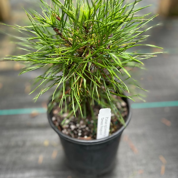 Pinus sylvestris ‘Green Penguin’
