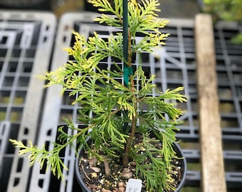 Thuja plicata ‘Zebrina’