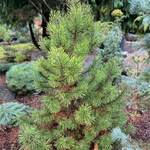 Pinus mugo Zundert image 2