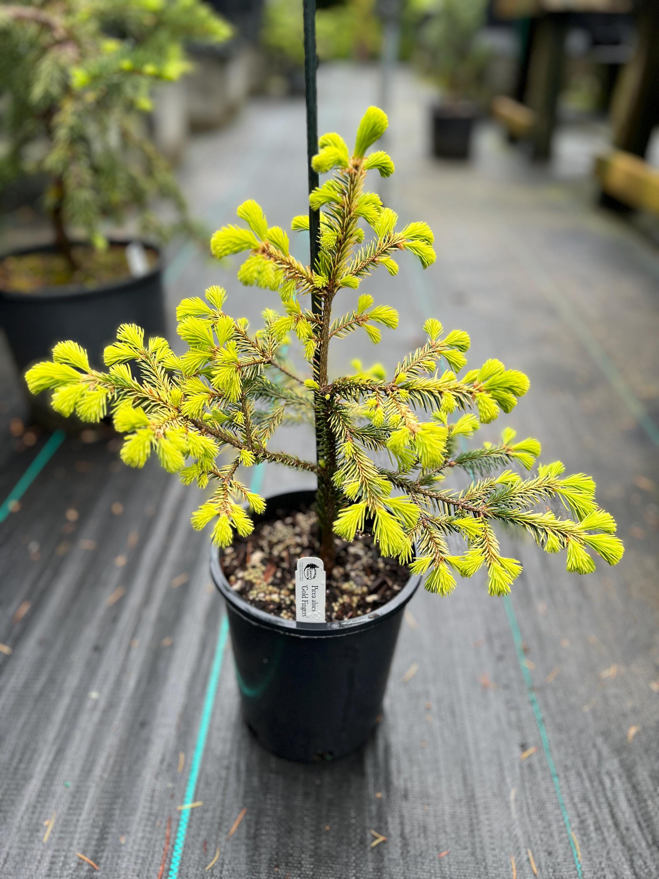 Picea abies 'Goldfingers’ 1 gal