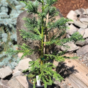 May include: A small green conifer tree in a black plastic pot. The tree is about 1 foot tall and has a bushy, rounded shape.