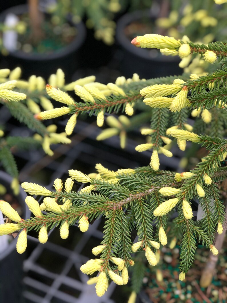 Picea orientalis Early Gold image 1
