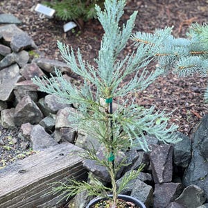 Sequoiadendron giganteum ‘Powder Blue’