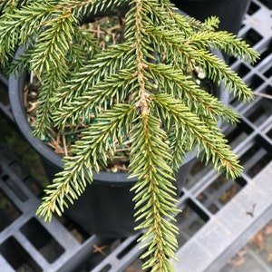 Picea orientalis Early Gold image 3