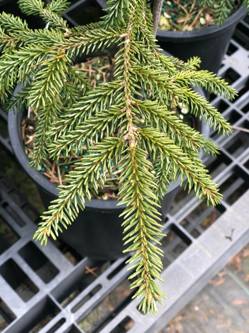 Picea orientalis Early Gold image 3