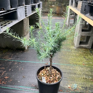 Larix laricina ‘Blue Sparkler’  1 gal.