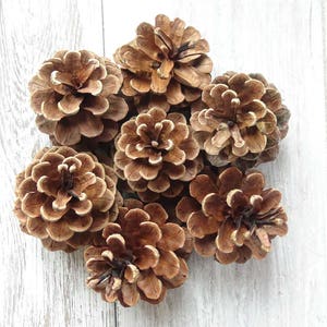 Medium pine cones,5-7cm pine cones,Pinecones,Pinecone,Wedding Pine Cone,Pine Cone supply,Pine Cone Decor,real pine cones,natural pinecones