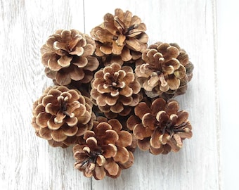 Pigne medie, decorazione naturale per matrimoni (5-7 cm)