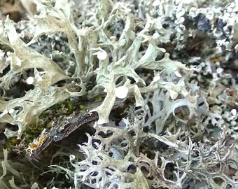 Korstmossen, mostakken, Forest Craft DIY