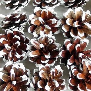 Natural Pine cones,DIY,painted white Pine Cones,snow pine cones,Christmas decor!Wedding Decor,white color pine cones,Rustic style,Set of 25