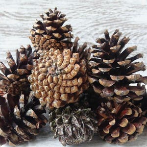 Set of 25 pine cones,DIY,Mountain pine,natural pine cones,hedgehogs,for wreaths,Christmas compositions,modeling,fantastic compositions