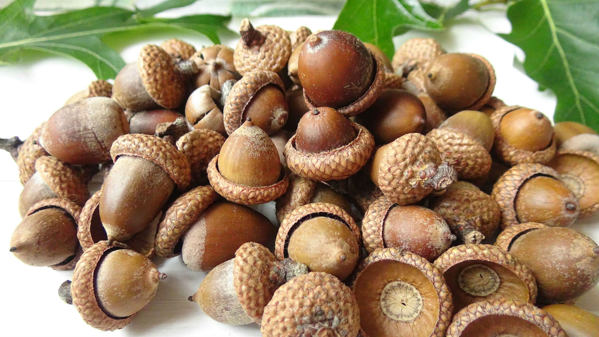 150 Grams 50 60 Piecesreal Acorns natural Acorns fresh Acorns untreated
