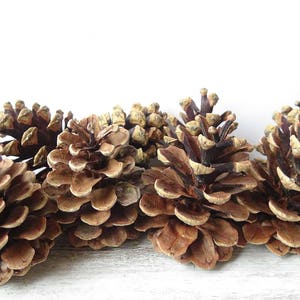 Big pine cones,7-9cm pine cones,Large Pinecone,Pinecone,Wedding Pine Cone,Pine Cone supply,Pine Cone Decor,real pine cones,natural pinecones
