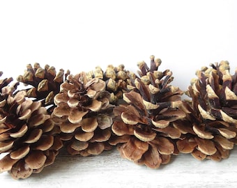 Grandi pigne, decorazioni naturali per matrimoni (7-9 cm)