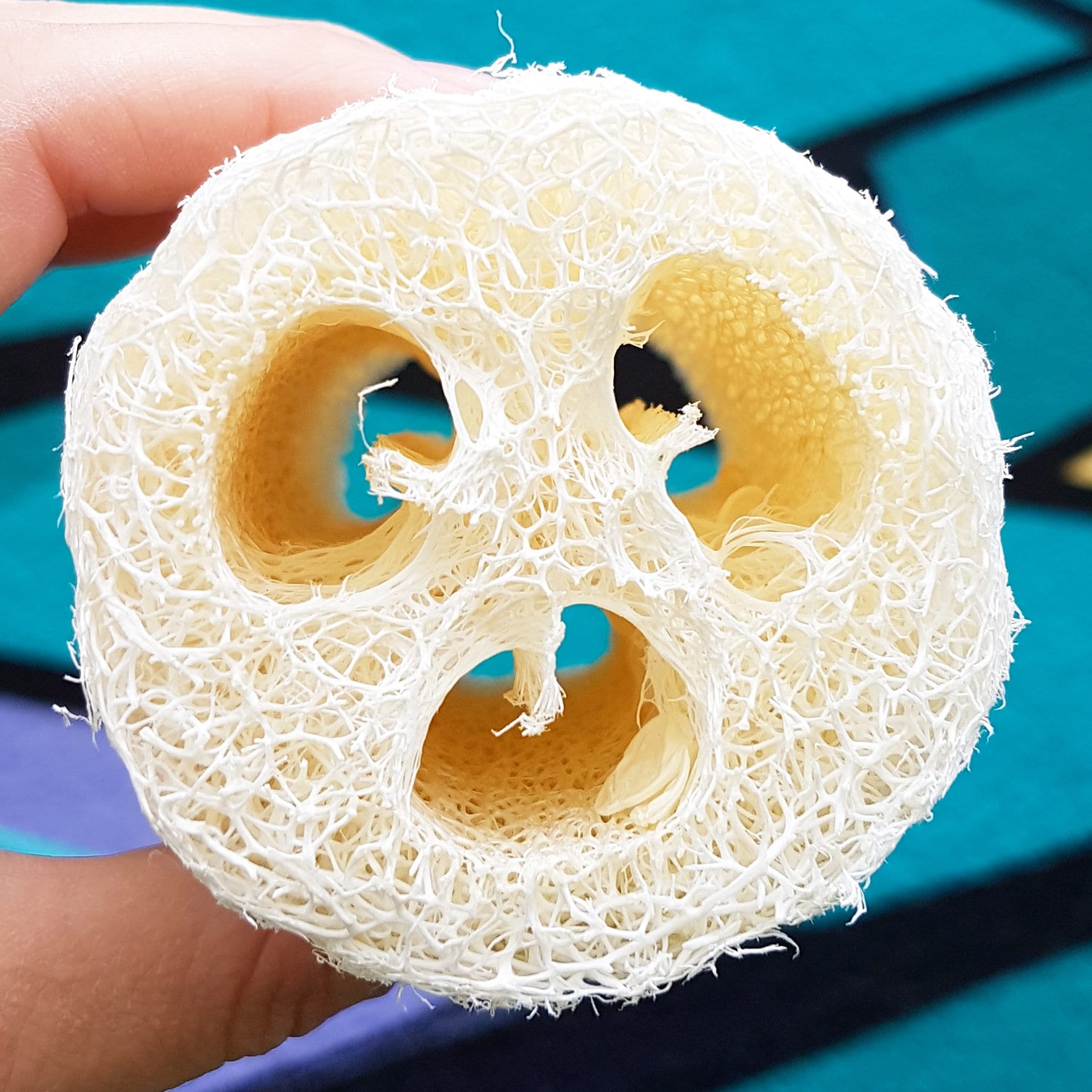 Natural Loofah 12CM Length Etsy