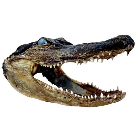 Vintage Taxidermy Reptile Alligator Head From 3 Ft Gator Curio Etsy