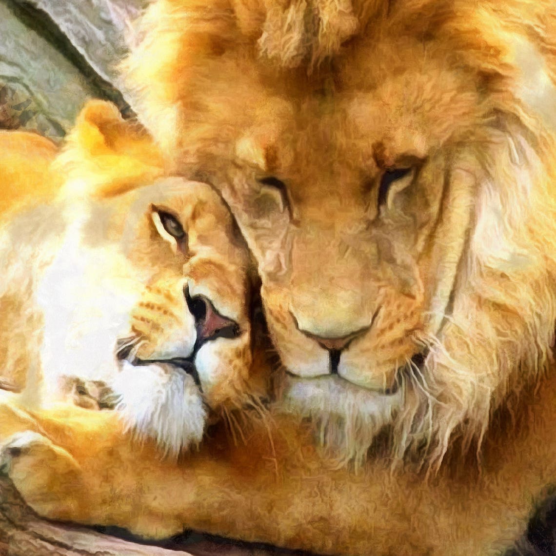 Paar Löwen Löwe und Löwin Hugging Leinwand Löwe große Kunst Etsy