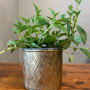 Peut inclure: Une plante verte retombante aux feuilles pointues poussant dans un cache-pot cylindrique en métal. Le pot présente un motif texturé en relief façon vannerie sur toute sa surface extérieure ainsi qu'un rebord lisse couleur laiton.