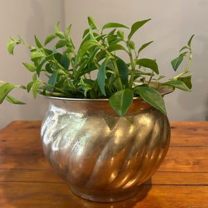 May include: A metallic, brass-coloured planter with a rounded, bulbous body and a distinct diagonal, twisted fluted pattern. The planter features a wide, flared rim and contains a lush, green leafy plant with multiple stems extending outwards.