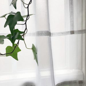 May include: A sheer white curtain panel with a horizontal band detail hanging in front of a window. A trailing green ivy plant with pointed leaves is positioned in the foreground, partially overlapping the translucent fabric of the curtain.