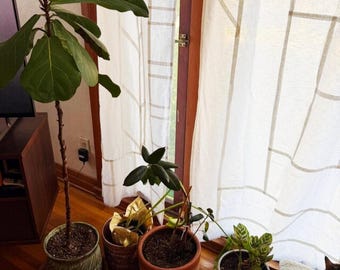 May include: A collection of four indoor potted plants including a tall fiddle leaf fig in a textured green pot, a small plant in a gold-wrapped container, a rubber plant in a terracotta pot, and a prayer plant in a blue and white ceramic pot.