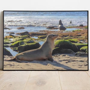 Sea Lion at La Jolla Cove in San Diego, Animal, Wildlife, Nature, Beach, Photography, Print, Wall Art, Poster, Digital Download, Kids Room image 1