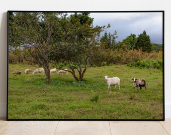 Goats on the Big Island, Hawaii Photography, Art, Farmhouse Decor, Farm Animals, Printable Wall Art, Goat Print, Digital Download