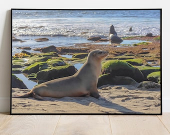 Sea Lion at La Jolla Cove in San Diego, Animal, Wildlife, Nature, Beach, Photography, Print, Wall Art, Poster, Digital Download, Kids Room