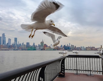 Birds in the City, Bird Photography, Seagull, Manhattan Wall Art, New York Skyline, Wildlife, Print, Home Decor, Wall Art, Giclee Print