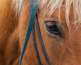 Eye of the Icelandic Horse Print, Horse Photography, Equestrian Decor, Wall Art, Home Decor, Farmhouse Decor, Gifts for Her, Gifts for Him