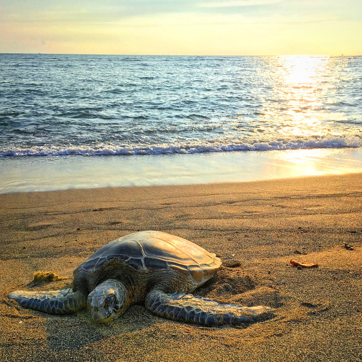 Hawaiian Green Sea Turtle Print, Hawaii Photography, Kona, Hawaiian Art