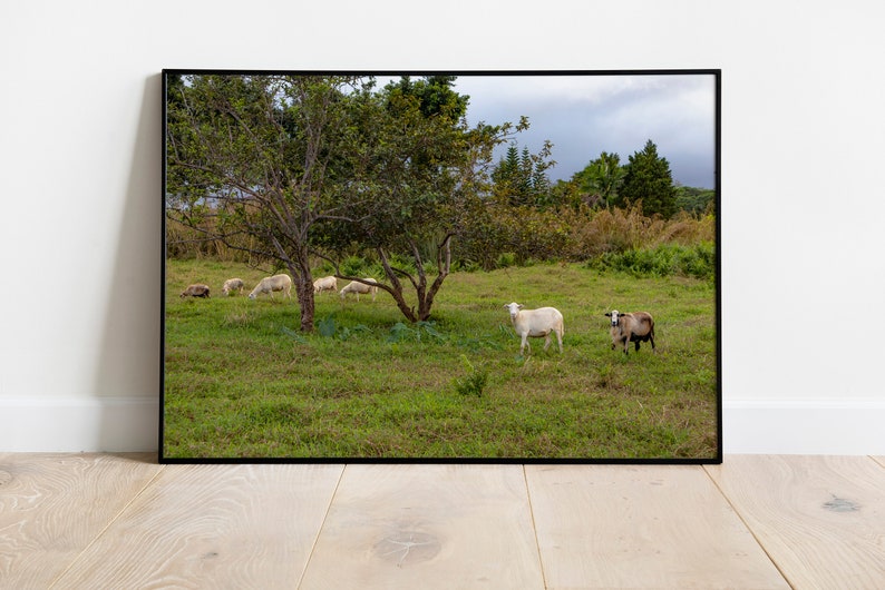 Goats on the Big Island, Hawaii Photography, Art, Farmhouse Decor, Farm Animals, Printable Wall Art, Goat Print, Digital Download image 1