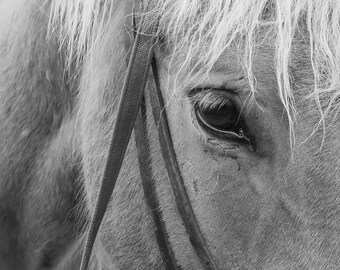 Eye of the Horse, Black and White Art, Icelandic Horse Print, Horse Photography, Equestrian Decor, Animal Photo,Home Decor, Wall Art,