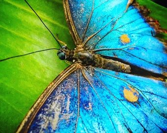 Blue Morpho Butterfly Photograph Print, Wall Art, Home Decor, Nature, Insect, Photography, Butterflies