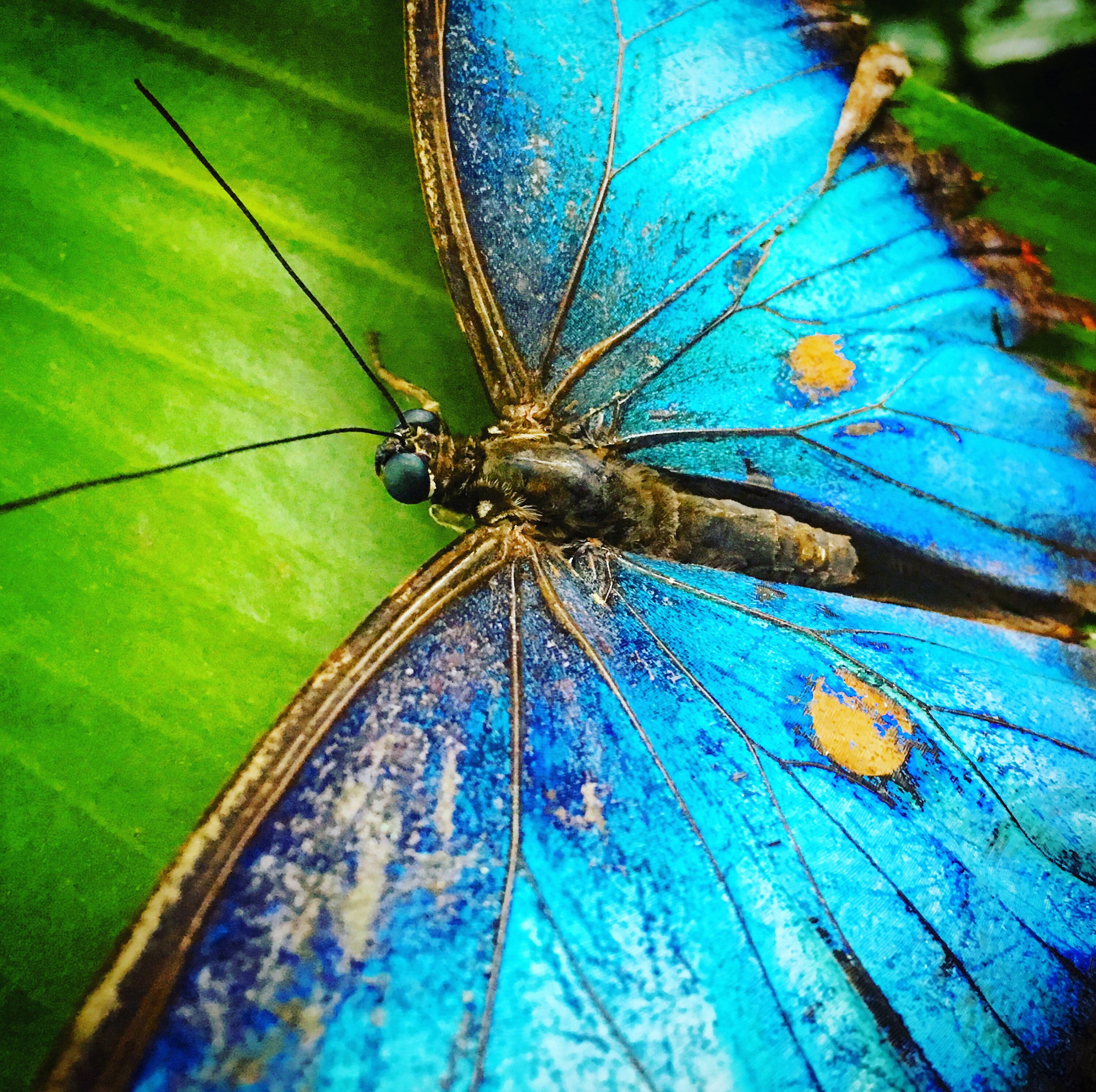 Butterflies Nature Insect Wall Art Home Decor Photography Blue Morpho Butterfly Photograph Print