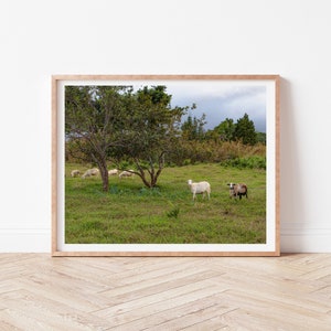 Goats on the Big Island, Hawaii Photography, Art, Farmhouse Decor, Farm Animals, Printable Wall Art, Goat Print, Digital Download image 8