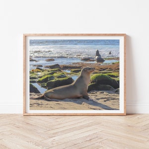 Sea Lion at La Jolla Cove in San Diego, Animal, Wildlife, Nature, Beach, Photography, Print, Wall Art, Poster, Digital Download, Kids Room image 4