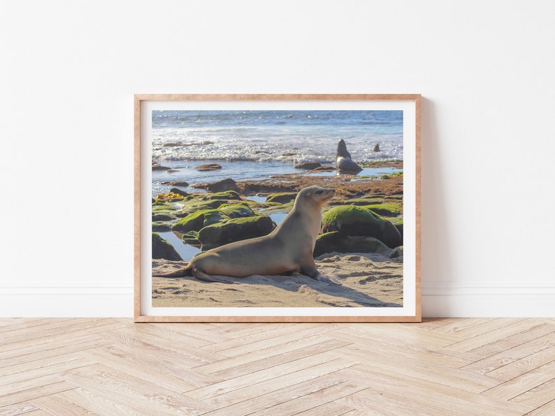 Sea Lion at La Jolla Cove in San Diego, Animal, Wildlife, Nature, Beach, Photography, Print, Wall Art, Poster, Digital Download, Kids Room image 4
