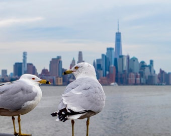 Just a pair of City Birds; Bird Photography, Seagull, Manhattan Wall Art, New York Skyline, Wildlife, Print, Home Decor, Wall Art, Giclee