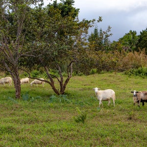 Goats on the Big Island, Hawaii Photography, Art, Farmhouse Decor, Farm Animals, Printable Wall Art, Goat Print, Digital Download image 9