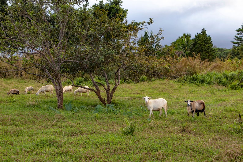 Goats on the Big Island, Hawaii Photography, Art, Farmhouse Decor, Farm Animals, Printable Wall Art, Goat Print, Digital Download image 9