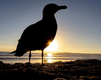 Seagull on the Beach; Bird Photography, Seagull, California Beach Art, Wildlife, Wall Art, Photo, Print, Home Decor, Silhouette, Giclee