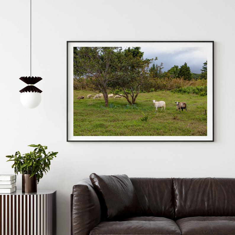 Goats on the Big Island, Hawaii Photography, Art, Farmhouse Decor, Farm Animals, Printable Wall Art, Goat Print, Digital Download image 5