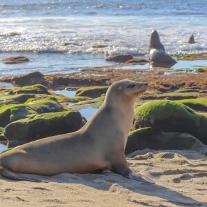 Sea Lion at La Jolla Cove in San Diego, Animal, Wildlife, Nature, Beach, Photography, Print, Wall Art, Poster, Digital Download, Kids Room image 5